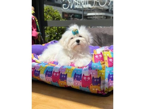 Kore maltese