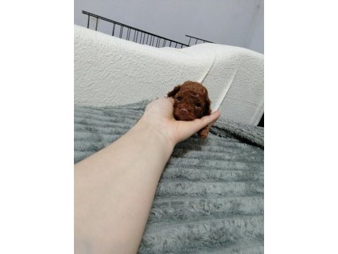 Kore toy poodle