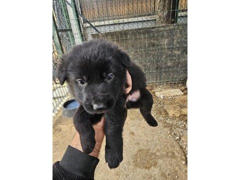 Ankara - orjinal german shepherd working line