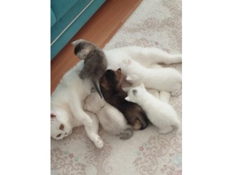 2 aydan küçük british shorthair yavrular