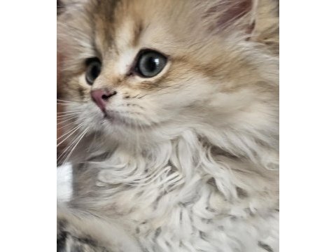 Safkan anne ve babadan british golden longhair erkek