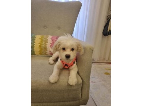4 aylık aşılı tuvalet eğitimli dişi maltese terrier