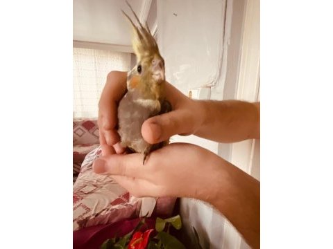 Sahibinden sultan papağanı