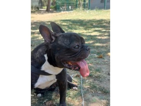 Tuvalet eğitimli sessiz sakin dişi french bulldog kızımız
