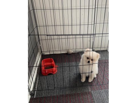 Köpeğimiz hakkında detaylar görüşülür