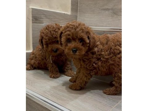 Mükemmel güzellikteki toy poodle yavrularımız