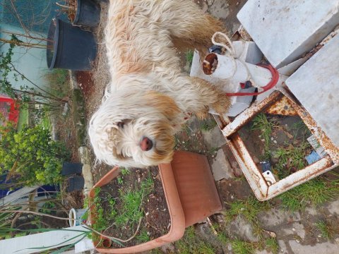 10 aylık tuvalet eğitimli aşıları tam terrier