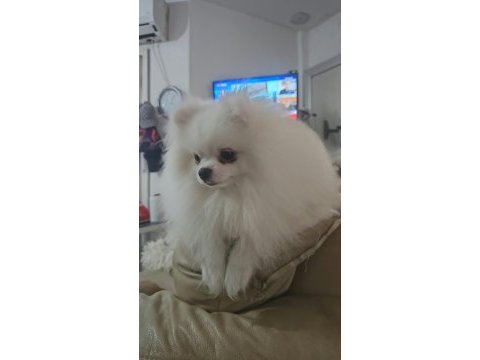 10 güne hazır kar beyaz yavru köpekler