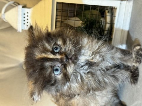 British longhair safkan dişi yavrular