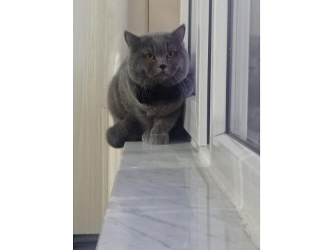 Erkek ve dişi kedilerimize yeni yuva aramaktayız