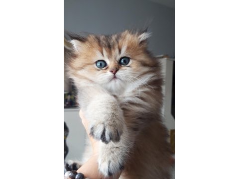 British longhair babası şecereli yavru
