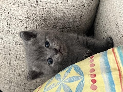 Safkan british shorthair yavrular