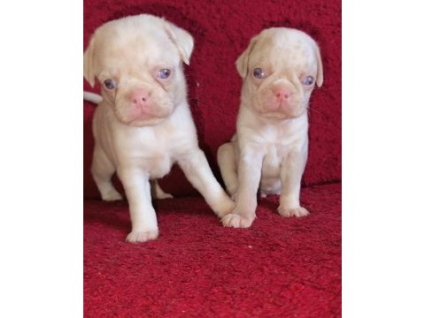 Egzotik renk pug mops yavruları