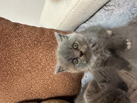 Bebek kedilerimize yeni yuva aranıyor