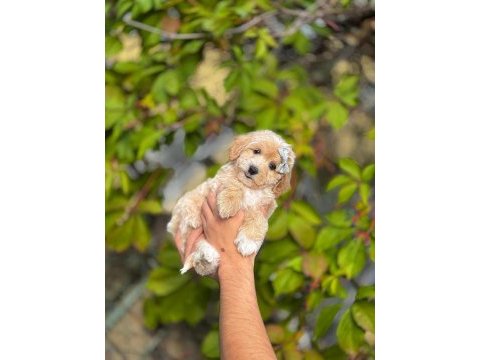 Daha güzeli olmayan kore maltipoo yavrularımız