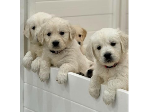 Evinizin neşesi golden retriever yavrular kapıda ödeme