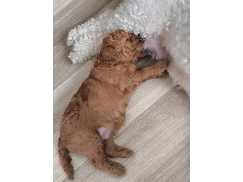 İlk doğum ilk yavrular poodle