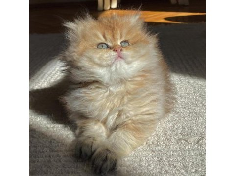 British longhair ny11 ny12 bebekler yeni ailelerini bekliyor