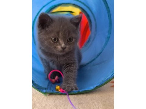 British shorthair sağlıklı yavrularımıza yeni yuva