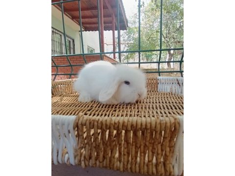 Hollanda teddy lop tavşan yavrular
