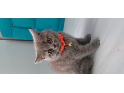 65 günlük scottish fold yavrular eğitimleri tam