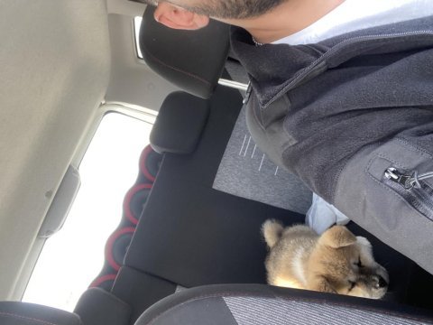 54 günlük köpeğimi sahiplendirmek istiyorum