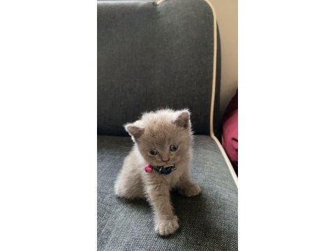 60 günlük scottish fold