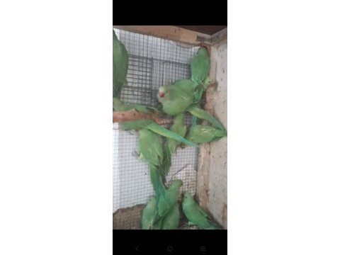 4.5 aylık yavru pakistan papağanları