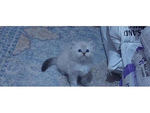 1 dişi ve 1 erkek son kalan kediler hazırlar