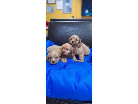 İnanılmaz güzellikte maltipoo yavrular