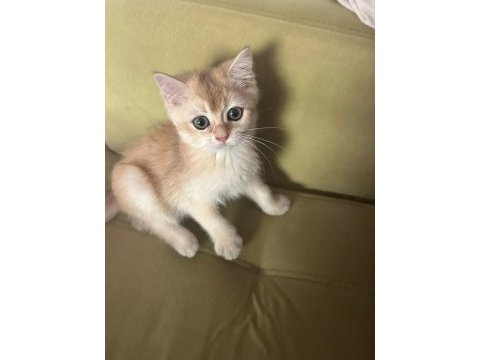 British shorthair