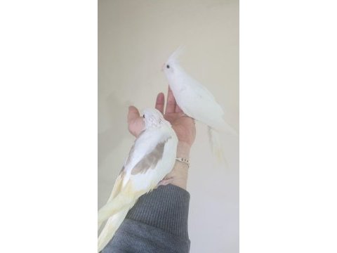 Heawy sultan papağanı yavrular