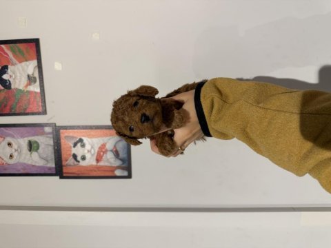Poodle kurabiyelerim yeni ailesini arıyor