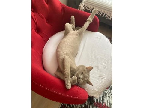 Acil satılık british shorthair
