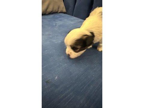 Veteriner kontrolünde teslim edilecek morkie yavruları