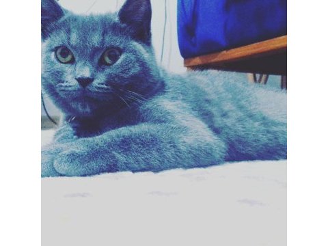 1 yaşında british shorthair