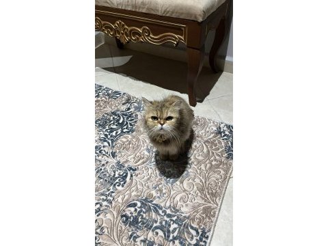 Dişi kedimizi sahiplendirme