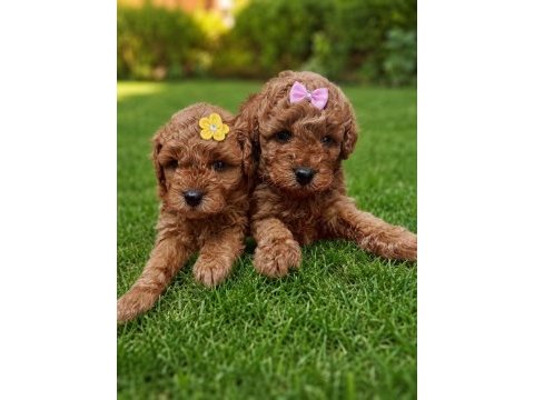 Toy poodle bebekler