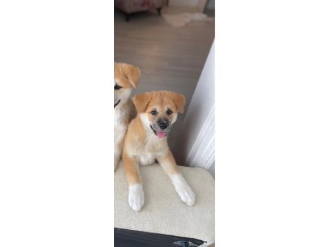 Akita inu 108 günlük