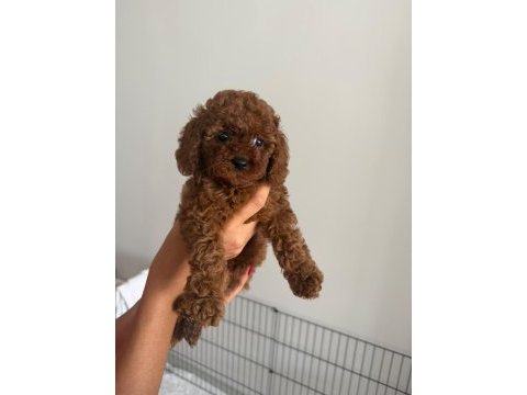 A kalite toy poodle