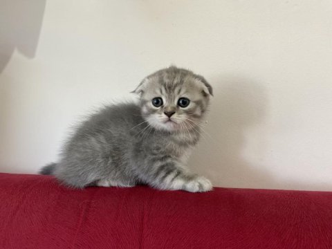Ev scottish fold kızımızın 5 yavrusu yuvasını