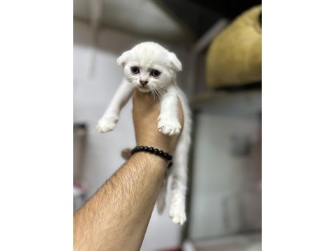 Sağlıklı wc eğitimli kedilerimiz