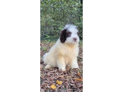Chocolate pied aussiedoodle yavrumuz
