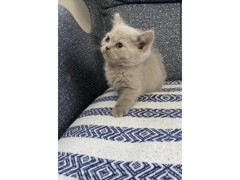 İki minik pati kedimiz