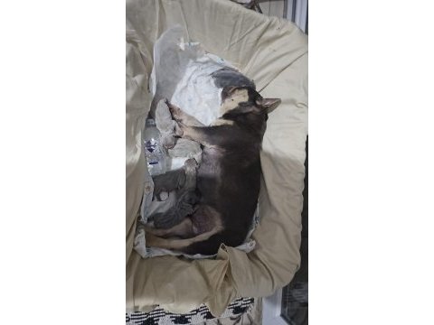 Dünyalar güzeli kaliteli french bulldog yavrularımız