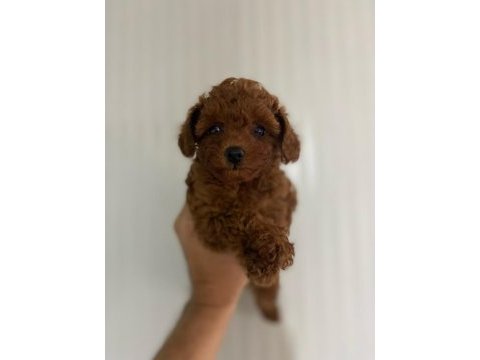 Kore kan red brown dişi ve erkek poodle yavrularımız