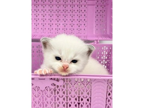 Şampiyon anne ve babanın safkan ragdoll bebekleri