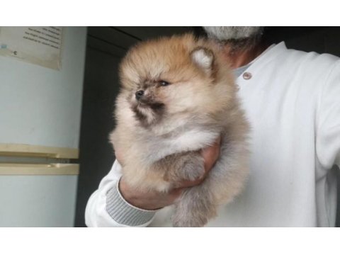 Orijinal pomeranian boo köpeğimiz