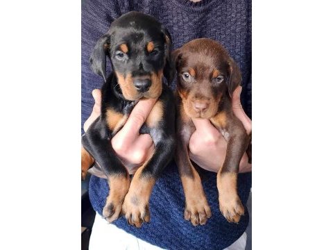 Safkan king doberman yavrular