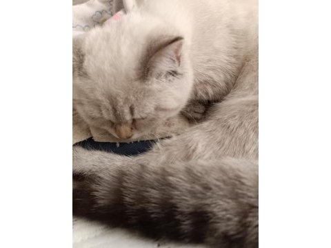 British longhair kedimiz 4 aylık olup dişidir